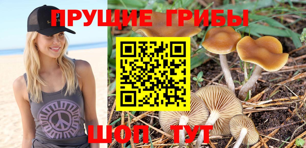 Псилоцибиновые грибы Cubensis Ейск